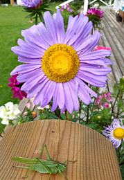 Blommor och ben, rabatter, vårtbitare