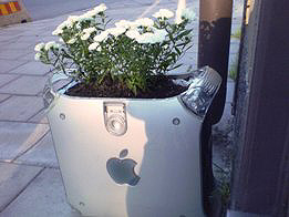 Macblomkruka, datasupport Katarina Bangata 46
